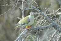 : Treron calvus; African Green Pigeon