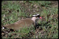 : Vanellus coronatus; Crowned Lapwing (nest)