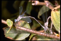 : Archilestes californica; Stalked-winged Damselfly