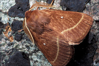 : Lasiocampa quercus; Oak Eggar