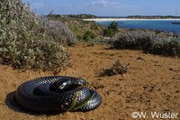 : Notechis scutatus; Australian Tiger Snake