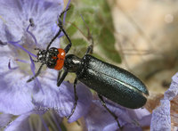 : Lytta auriculata