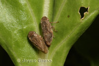 : Philaenus spumarius; Meadow Spittlebug