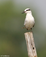 Whiskered Tern