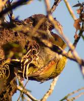 Greater Yellownape (Picus flavinucha) 2005. január 13. Mangoli Valley