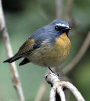 Snowy-browed Flycatcher