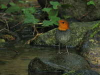 Erithacus akahige Japanese robin コマドリ♂