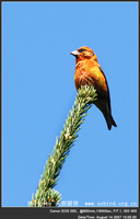 Loxia curvirostra Red Crossbill 紅交嘴雀 121-086