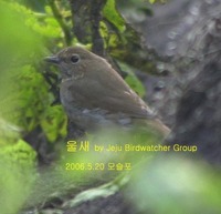 울새Rufous-tailed Robin