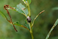 깜보라노린재(학명: Menida violacea)