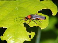 Cantharis pellucida