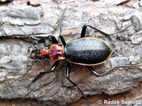 Carabus arcadicus arcadicus