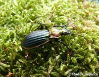 Carabus lineatus lateralis