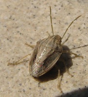 Aeliomorpha sheanensis