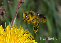 Apis mellifera - Honey Bee