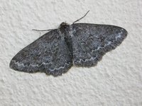 Ectropis crepuscularia - Hieroglyphic Moth