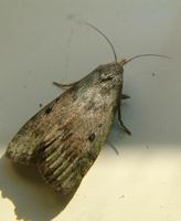 Aphomia sociella - Bee Moth