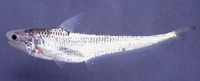 Coilia lindmani, Lindman's grenadier anchovy: fisheries