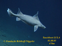 Oxynotus paradoxus, Sailfin roughshark: fisheries