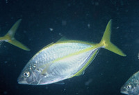 Pseudocaranx dentex, White trevally: fisheries, aquaculture, gamefish