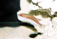 Cirrhilabrus laboutei, Laboute's wrasse: aquarium