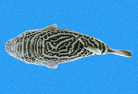 Guentheridia formosa, Spotted puffer: