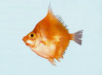 Antigonia rhomboidea, Rhomboidal boarfish: