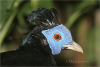 Malayan or Vieillot's Crested Fireback Male Lophura ignita rufa