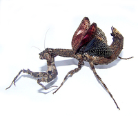 Popa spurca