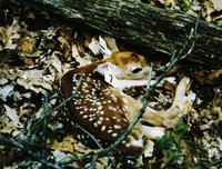Image of: Odocoileus virginianus (white-tailed deer)