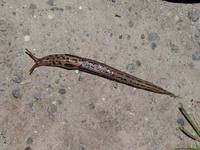 Limax maximus - Great Grey Slug