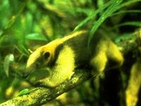 Image of: Tamandua tetradactyla (southern tamandua)