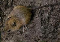 Image of: Zapus hudsonius (meadow jumping mouse)