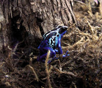 Image of: Dendrobates azureus (blue poison frog)