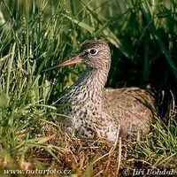 Tringa totanus - Redshank