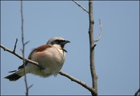 Lanius collurio - Red-backed Shrike