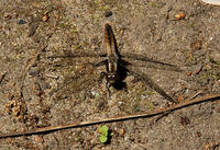 Image of: Libellula julia