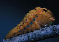 Image of: Papilio troilus (spicebush swallowtail)