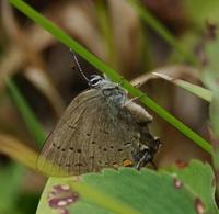 Image of: Satyrium acadica