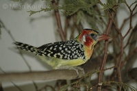 Trachyphonus erythrocephalus - Red-and-yellow Barbet