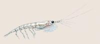 Image of: Thysanoessa raschi