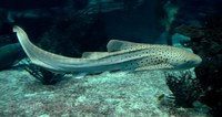 Stegostoma fasciatum - Leopard Shark
