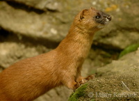 Mustela sibirica - Siberian Weasel