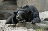 Ursus thibetanus - Asiatic Black Bear