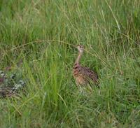 Image of: Eupodotis melanogaster (black-bellied bustard)