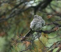 Image of: Myadestes townsendi (Townsend's solitaire)