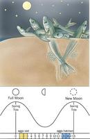 Image of: Leuresthes tenuis (California grunion)