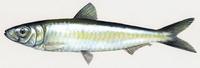 Image of: Sardina pilchardus (European pilchard)