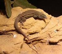 Image of: Cnemidophorus uniparens (desert grassland whiptail)