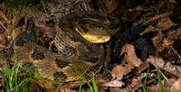 Image of: Crotalus horridus (timber rattlesnake)